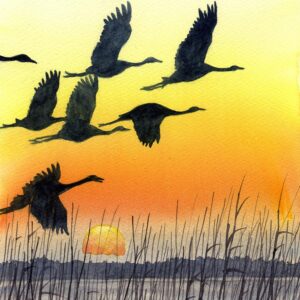 aquarelle envolee oies sauvages
