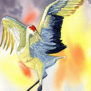 aquarelle grue cendree