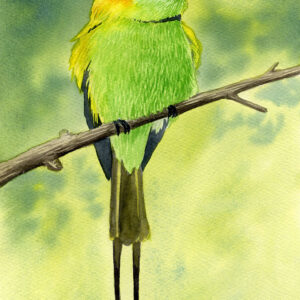 aquarelle oiseau