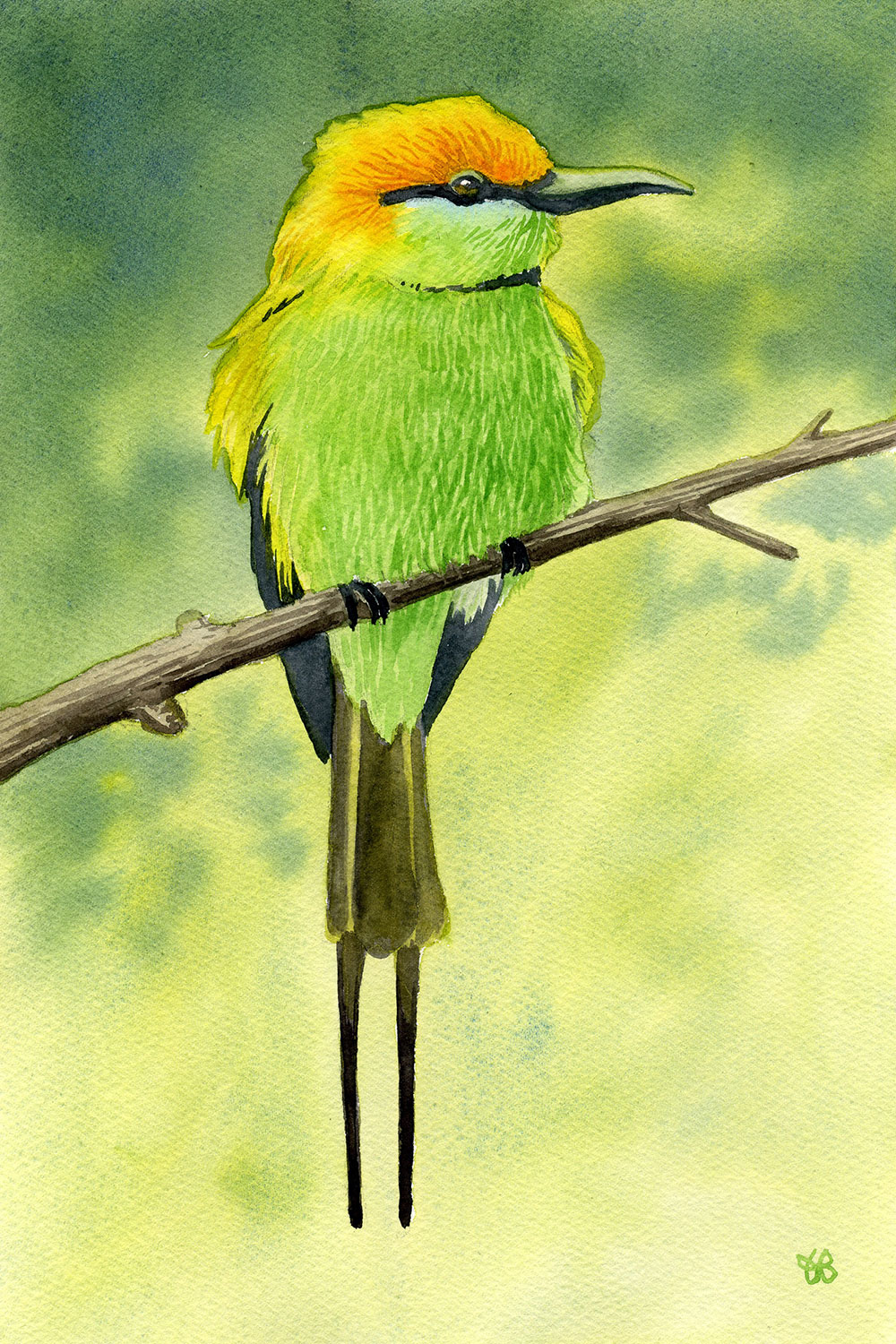 aquarelle oiseau